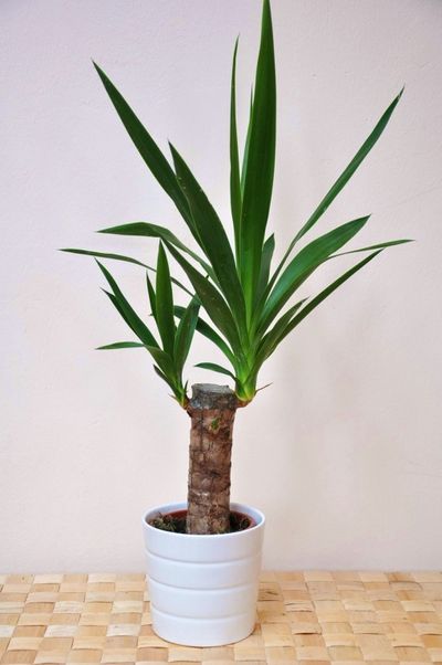 Yuccapalme von Der Palmenmann auf blumen.de