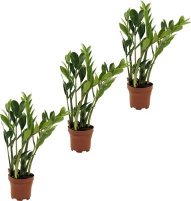 Zamioculcas (Glücksfeder), 3 Pflanzen von GartenXXL auf blumen.de