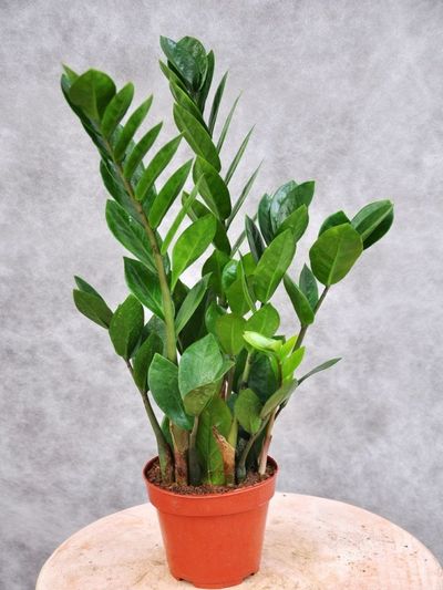 Zamioculcas zamiifolia von Der Palmenmann auf blumen.de