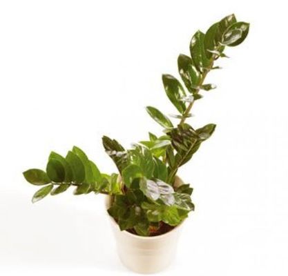 Zamioculcas von Flowers-deluxe auf blumen.de