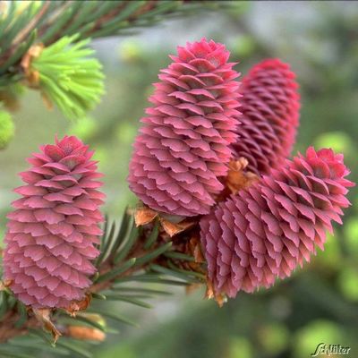 Zapfenfichte ´Acrocona´ - XXL von Garten Schlüter auf blumen.de