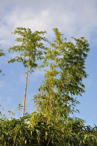 Zauber-Bambus - Phyllostachys vivax Aureocaulis von Der Palmenmann auf blumen.de
