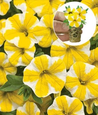 Zauberglöckchen ´Lemon Silce®` von BALDUR-Garten auf blumen.de