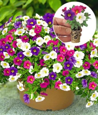 Zauberglöckchen lila-weiß-pink von BALDUR-Garten auf blumen.de