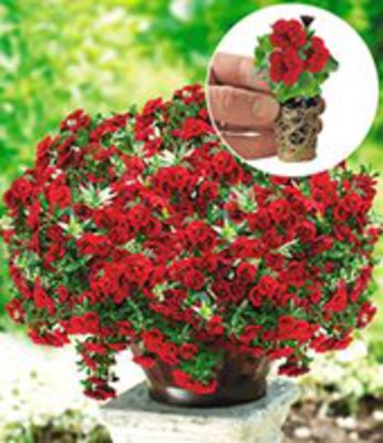 Zauberglöckchen  von BALDUR-Garten auf blumen.de