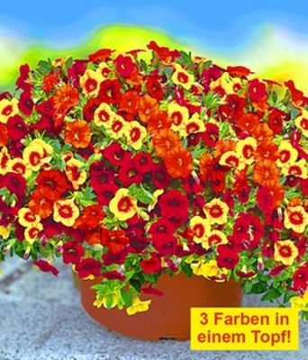 Zauberglöckchen Petunie ´Vulcano´ von BALDUR-Garten auf blumen.de