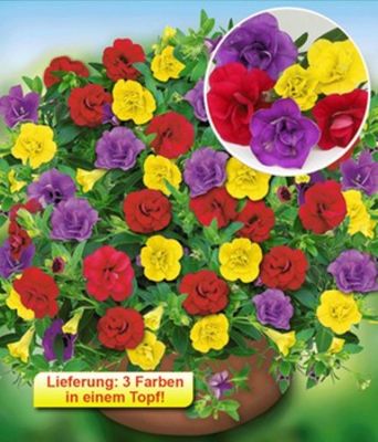 Zauberglöckchen Trixi®, ´Hot Petticoat´ von BALDUR-Garten auf blumen.de