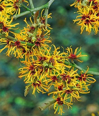 Zaubernuss von BALDUR-Garten auf blumen.de