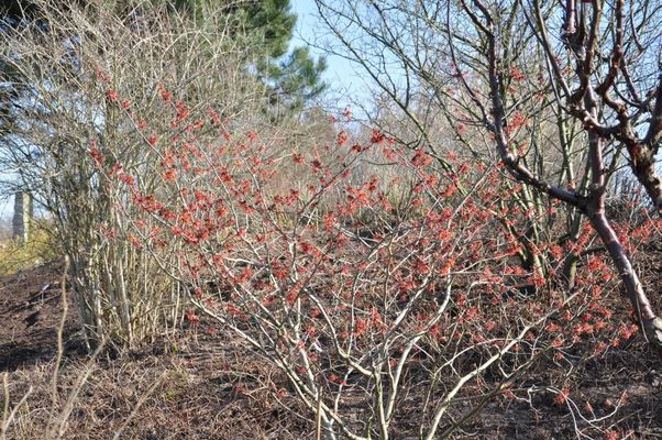 Zaubernuss `Diane` von TERRA - Pflanzenhandel auf blumen.de