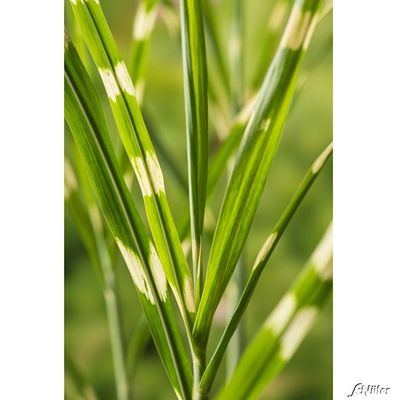 Zebraschilf ´Strictus´ von Garten Schlüter auf blumen.de