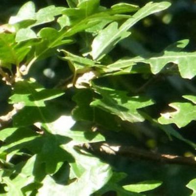 Zerreiche Laciniata  von Nr-01 Pflanzenversand auf blumen.de