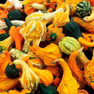 Zierkürbissamen Indian Summer Formel-Mischung von Gärtner Pötschke auf blumen.de