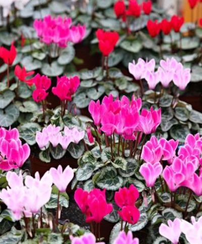 Zimmer-Alpenveilchen von Bakker auf blumen.de