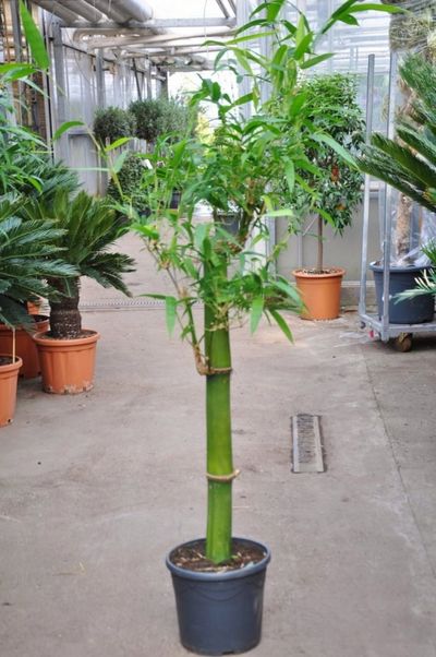 Zimmerbambus, Grüner Bambus von Der Palmenmann auf blumen.de