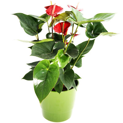 Anthurie von Bluvesa auf blumen.de