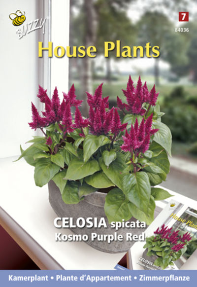 Zimmerpflanze Celosia spicata Kosmo Purple Red von SamenKaufen.de auf blumen.de