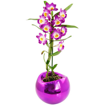 Zimmerpflanze Dendrobium starglass, pink von Bluvesa auf blumen.de