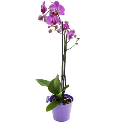Phalaenopsis pink von Bluvesa auf blumen.de