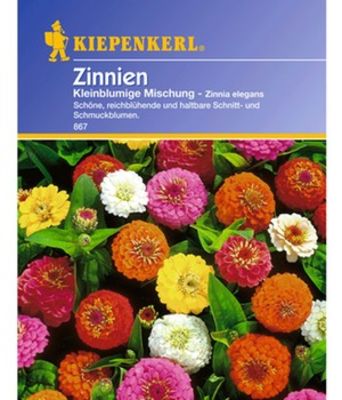 Zinnie ´Kleinblumige Mischung´ von BALDUR-Garten auf blumen.de