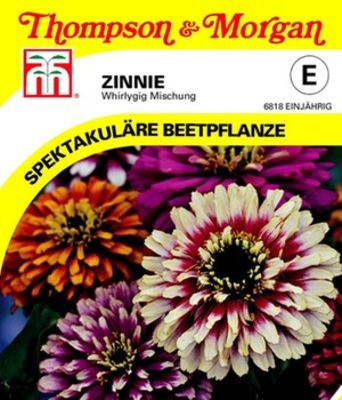 Zinnie ´Whirlygig Mischung´ von BALDUR-Garten auf blumen.de