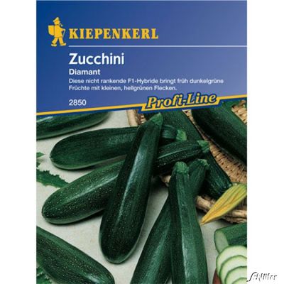 Zucchini 