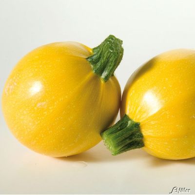Zucchini 