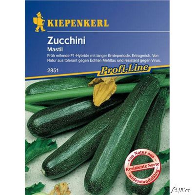 Zucchini 