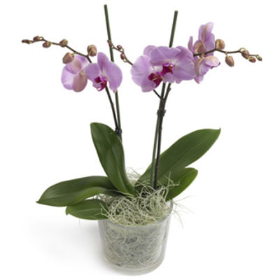 Zuckersüße Orchidee von EuroFlorist auf blumen.de