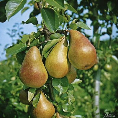 Zwerg-Birne ´Gute Luise´ von Garten Schlüter auf blumen.de