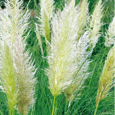 Zwerg-Pampasgras ´Evita´ von Garten Schlüter auf blumen.de