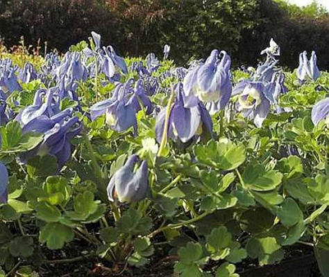 Zwergakelei Ministar von Nr-01 Pflanzenversand auf blumen.de