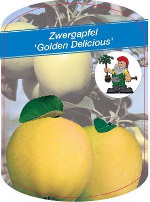 Zwergapfel Golden Delicious von GartenXXL auf blumen.de