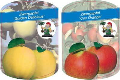 Zwergapfel Set Golden Delicious + Cox Orange von GartenXXL auf blumen.de