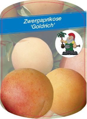 Zwergaprikose Goldrich von GartenXXL auf Blumen.de kaufen