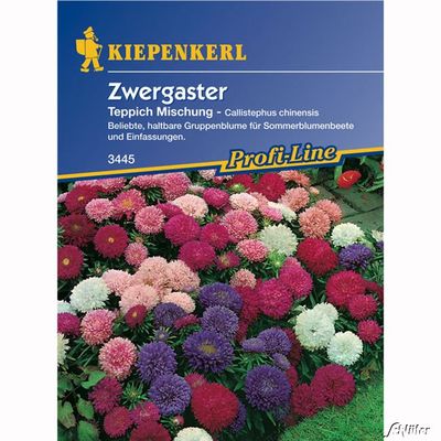Zwergaster ´Teppich´ von Garten Schlüter auf blumen.de