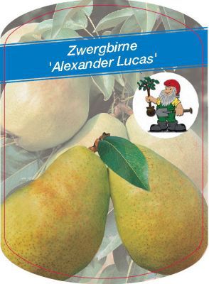 Zwergbirne Alexander Lucas von GartenXXL auf blumen.de