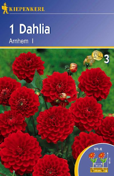 Zwergdahlien ´Arnhem´ von TOM-GARTEN auf blumen.de