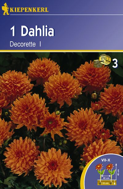 Zwergdahlien ´Decorette´ von TOM-GARTEN auf blumen.de