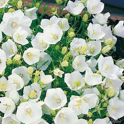 Zwergglockenblume (weiß) von Garten Schlüter auf blumen.de