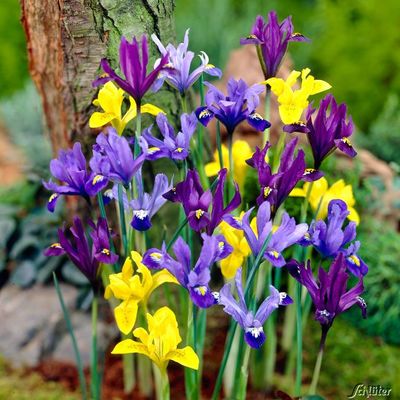 Zwergiris-Mischung - 15 Stück von Garten Schlüter auf blumen.de