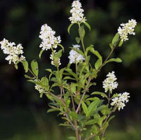 Hecken günstig kaufen auf blumen.de