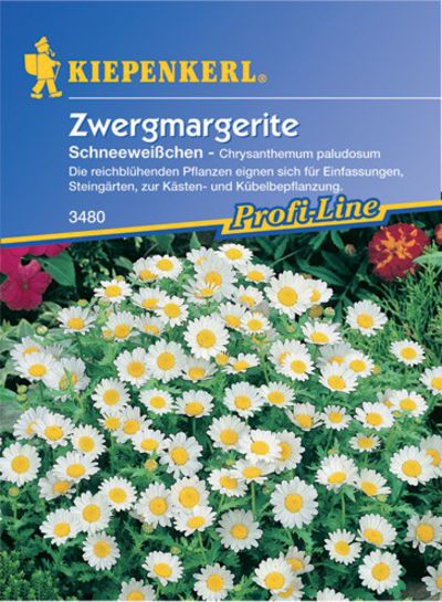 Zwergmargerite Schneeweißchen von Olerum.de auf blumen.de