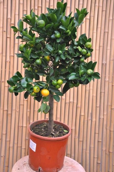 Zwergorange - Calamondine, Citrus mitis von Der Palmenmann auf blumen.de