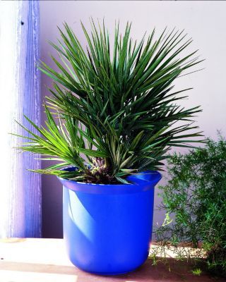 Zwergpalme, Chamaerops humilis von GartenXXL auf blumen.de