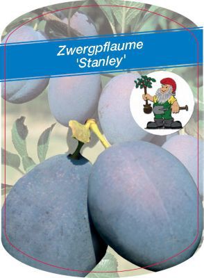 Zwergpflaume Stanley von GartenXXL auf blumen.de