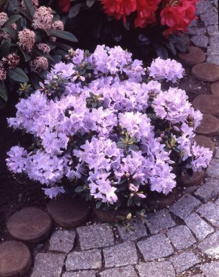 Zwergrhododendron  von GartenXXL auf blumen.de