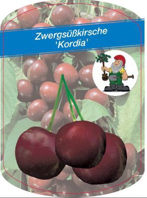 Zwergsüßkirsche Kordia von GartenXXL auf blumen.de