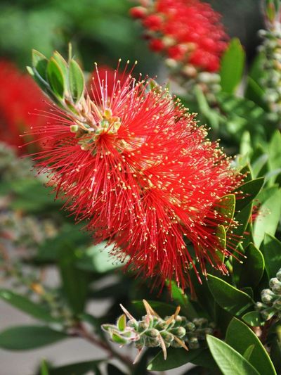 Zylinderputzer - Callistemon von Der Palmenmann auf blumen.de