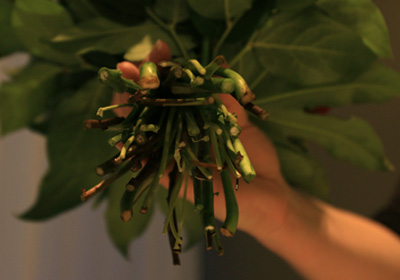 Frische des Straußes von Blume 2000