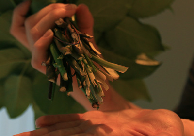 Frische des Strau&szlig;es von Fleudorado